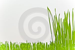 Grass photo