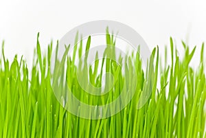 Grass photo