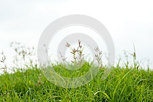 Grass