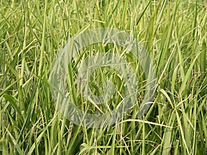 Grass