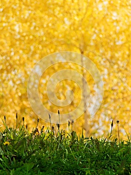 Grass abstract background