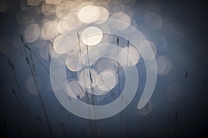 Grass, abstract, background..