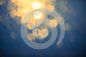 Grass, abstract, background..