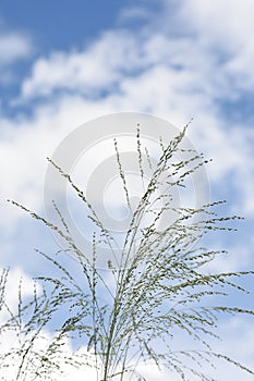 Grass against the blue cloudy sky