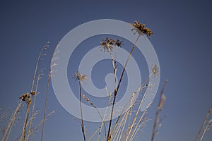 Grass against the blue sky, flowers and tall field grass.