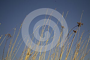 Grass against the blue sky, flowers and tall field grass.