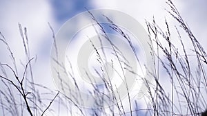 Grass against a cloudy sky