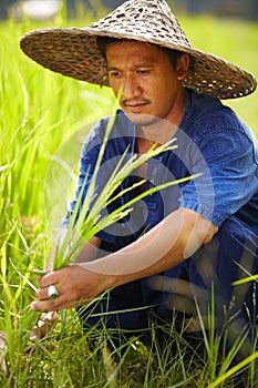 Grass, agriculture and an asian man rice farmer in a field for sustainability in the harvest season. Plant, nature and