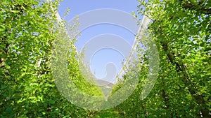 Grass aisle spreads along rows of apple trees under blue sky