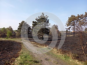 Grass Along a Dirt Patch Unburnt by Fire Canford Heath photo