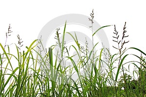 Grass along the fork on a white background