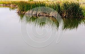 Grass along a pond