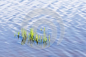 Grass along river bank
