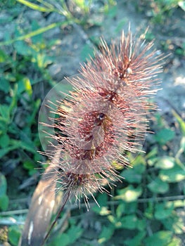 Grass in autumn