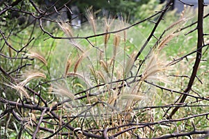 Grass awns that can be dangerous for dogs. June grass ears