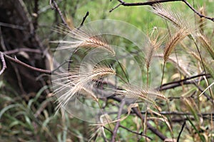 Grass awns that can be dangerous for dogs. June grass ears