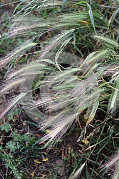 Grass awns that can be dangerous for dogs. June grass ears