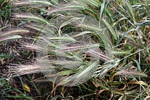 Grass awns that can be dangerous for dogs. June grass ears