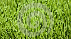 Grass Background