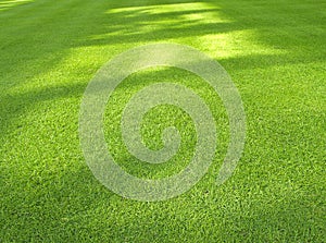 Grass Background