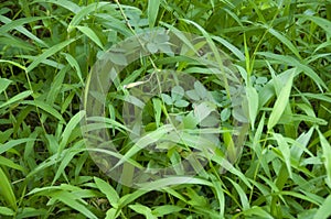 Grass background