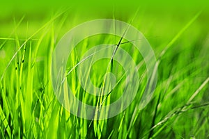 Grass background