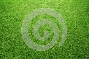 Grass background