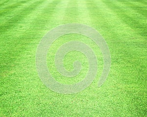 Grass background