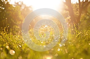 Grass background and chamomile flower on a sunny day during sunset.