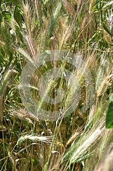 Grass background