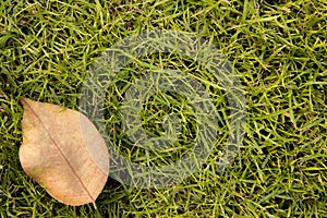 Grass Background with a dry reaf