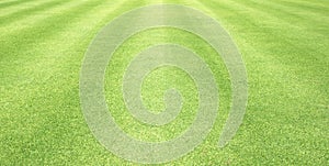 Grass background Golf Courses green lawn