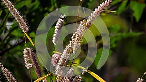 Grass background with Green Trees, Soft focus abstract nature