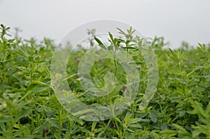 Medicago sativa photo