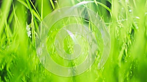 Grass background