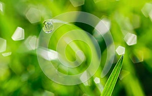 Grass background II