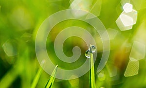 Grass background III