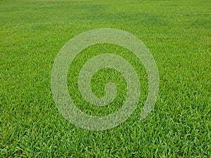 Grass background in the park  with copy space.