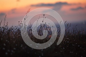 Grass on a background of a red evening sunset