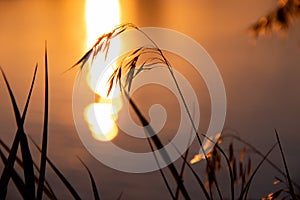 Grass on the background of the river and the sunset