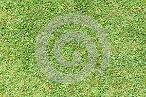 Grass background. St. Augustine grass