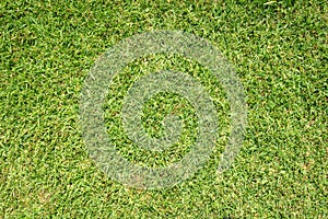 Grass background. St. Augustine grass