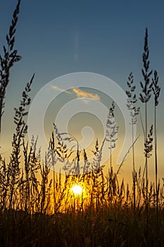 Grass background on the summer sunset . Bright natural bokeh. Soft focus. Vertical view