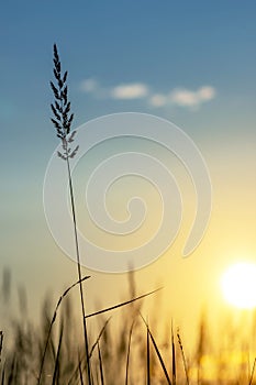 Grass background on the summer sunset . Bright natural bokeh. Soft focus. Vertical view