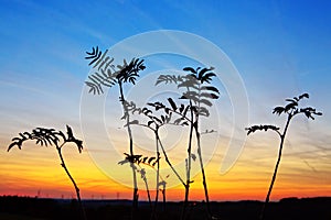 Macro shot of Grass In Sunset . Nature summer background.