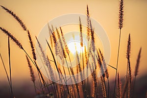 Grass background with sun beam, Soft focus abstract nature