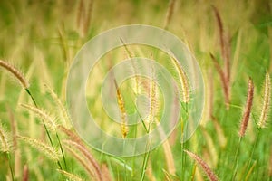 Grass background in sunshine
