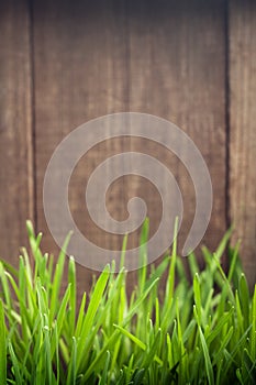 Grass on the background of wood planks,