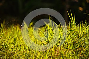 Grass in backlighting with selective focus and shallow depth of field - bokeh.