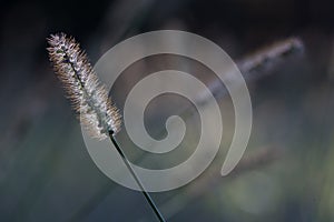 Grass with backlit sun